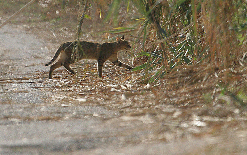 חתול ביצות Jungle Cat  Felis chaus furax                                         עמק בית שאן אוקטובר 2006